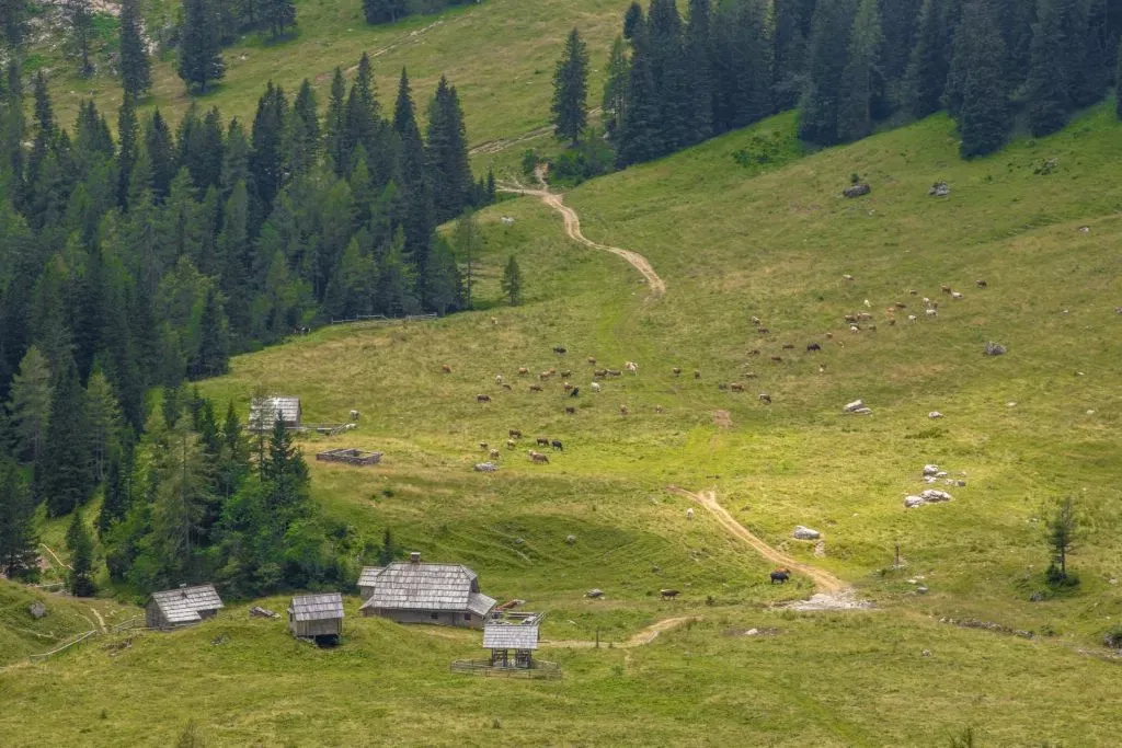 Los pastos de montaña de Konjščica