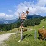 uskovnica mountain pasture scaled